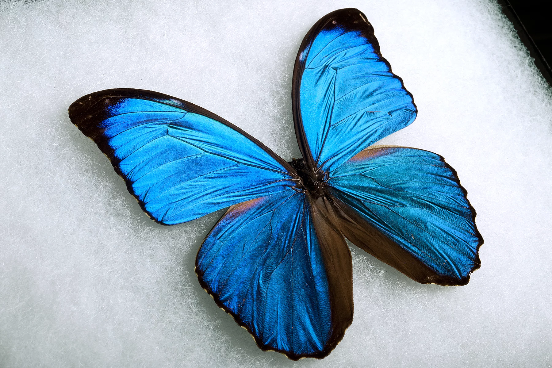 A male Giant Blue Morpho (Photo: Jo McCulty, courtesy of Ohio State University)