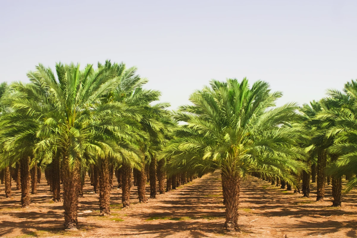 Palmitic acid, a key fatty acid in palm oil, influences metastatic activity in cancer cells in mice