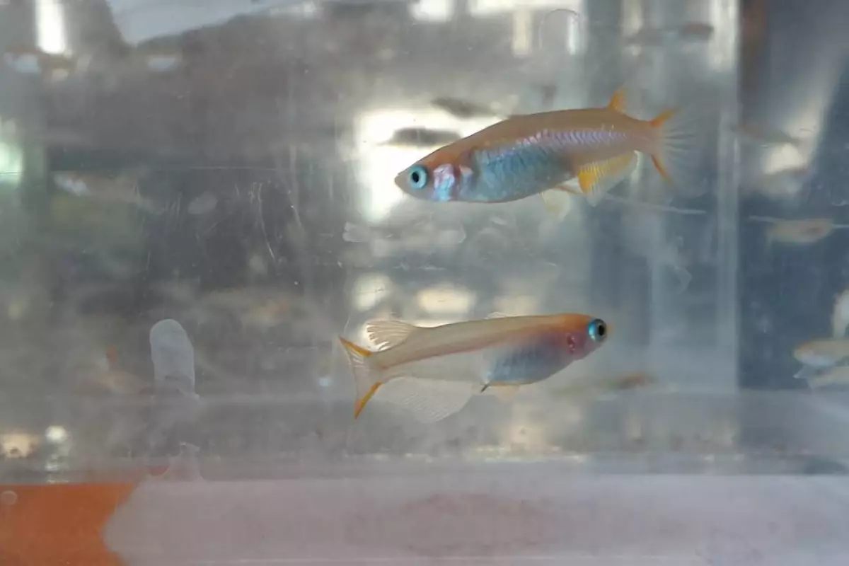 Researchers have found that Japanese medaka fish subjected to high amount of microplastic fibers experience serious effects to their reproductive and respiratory systems