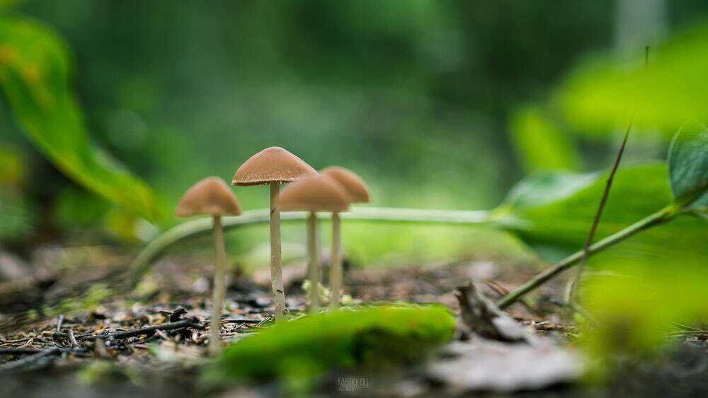 Psilocybin, the active ingredient in magic mushrooms, is undergoing a renaissance in medical research