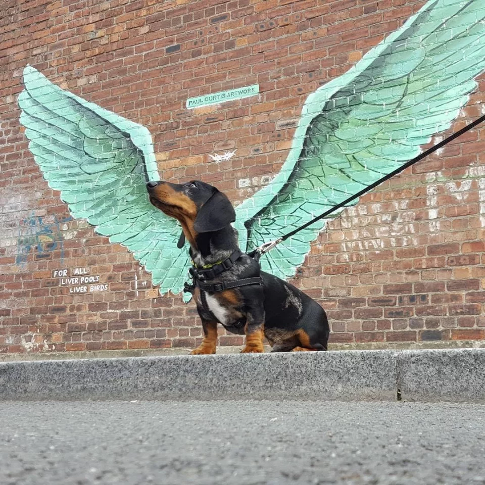 Shortlisted in the Animals & Pets category is this shot from @maverickdappledachshund