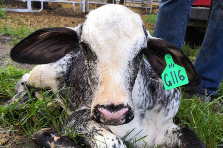 A half-blood Holstein-Gyr calf bred for the study
