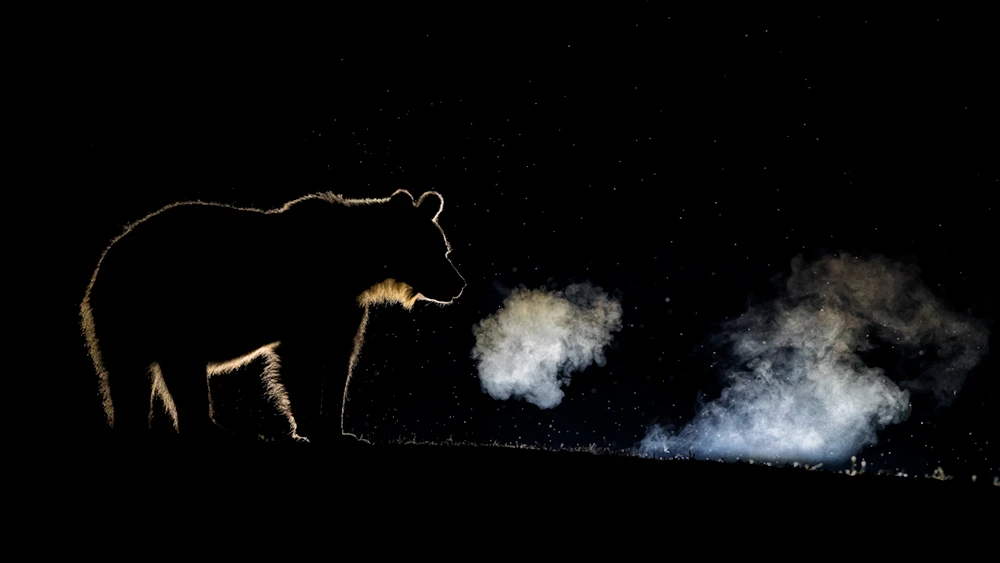 1st place, Professional, Wildlife/Animals. A series investigating light and shade in nature