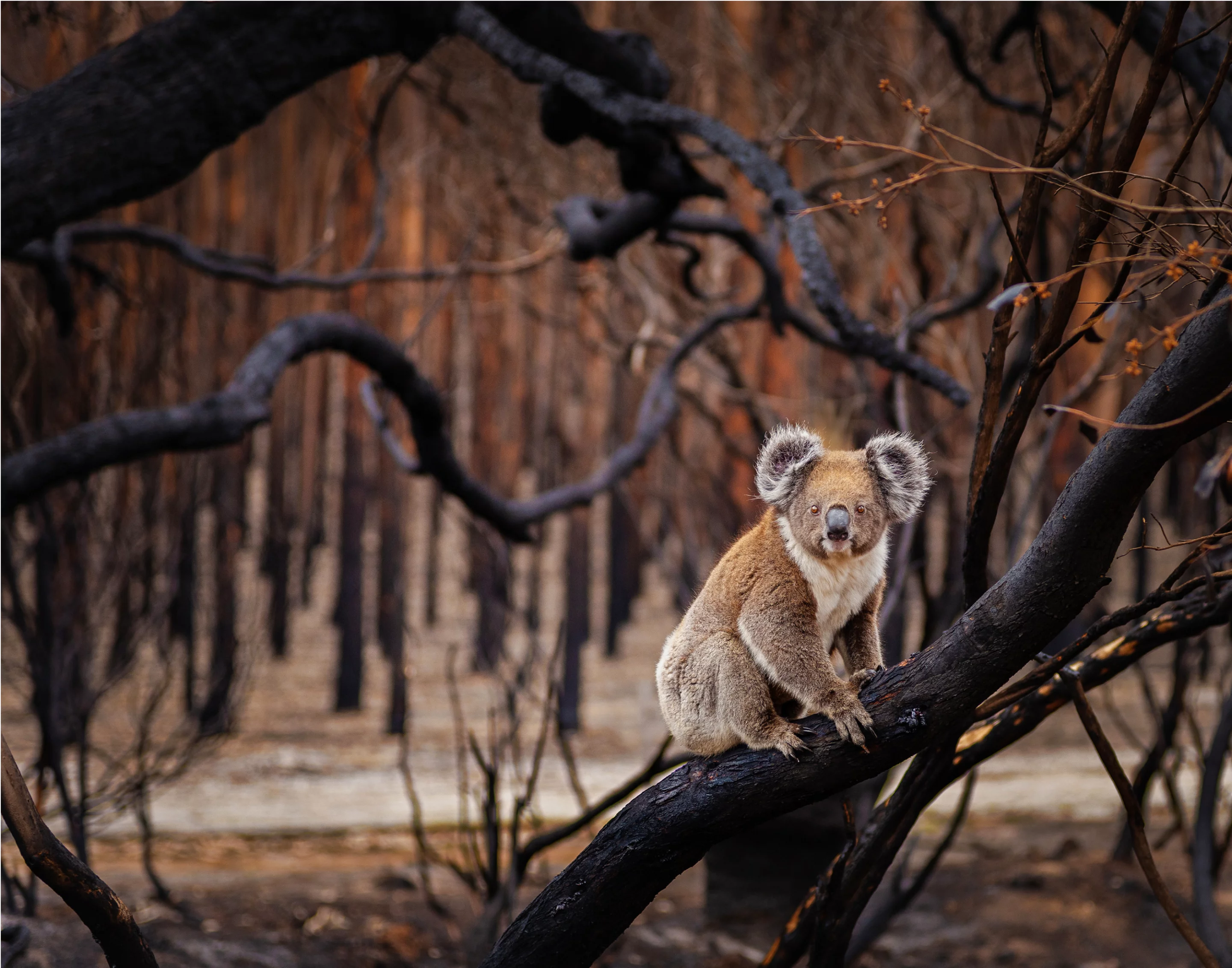 Resilience by Julie Fletcher, Terrestrial Wildlife Finalist, Kangaroo Island, South Australia