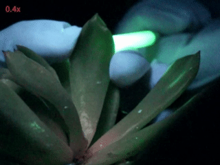 Rapid and uniform diffusion of luminous phosphor particles inside E. mebina leaves