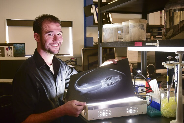Kolmann used a combination of high-speed video and CT scans to see how two freshwater rays from the Amazon go about their business at mealtime