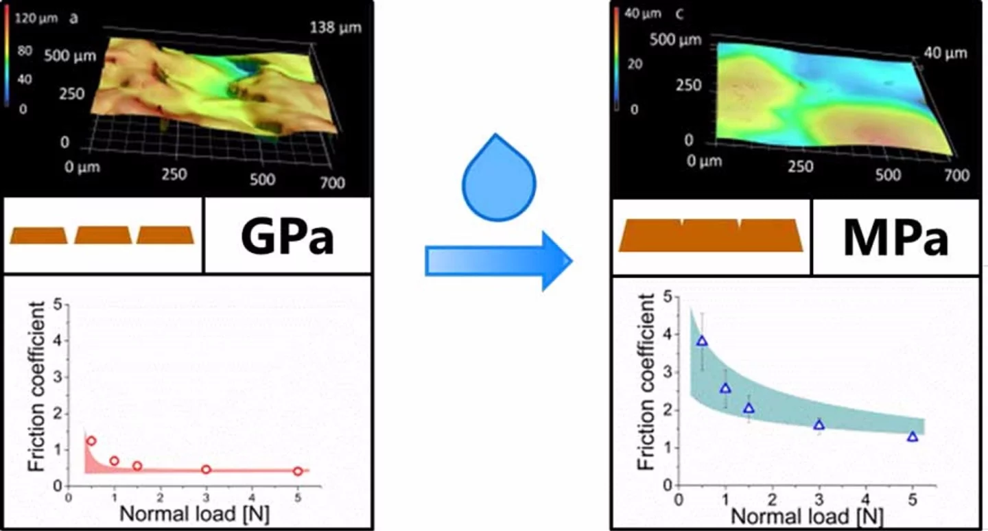 After water exposure, the skin model swells, becomes smoother and softer and its frictional behaviour changes significantly