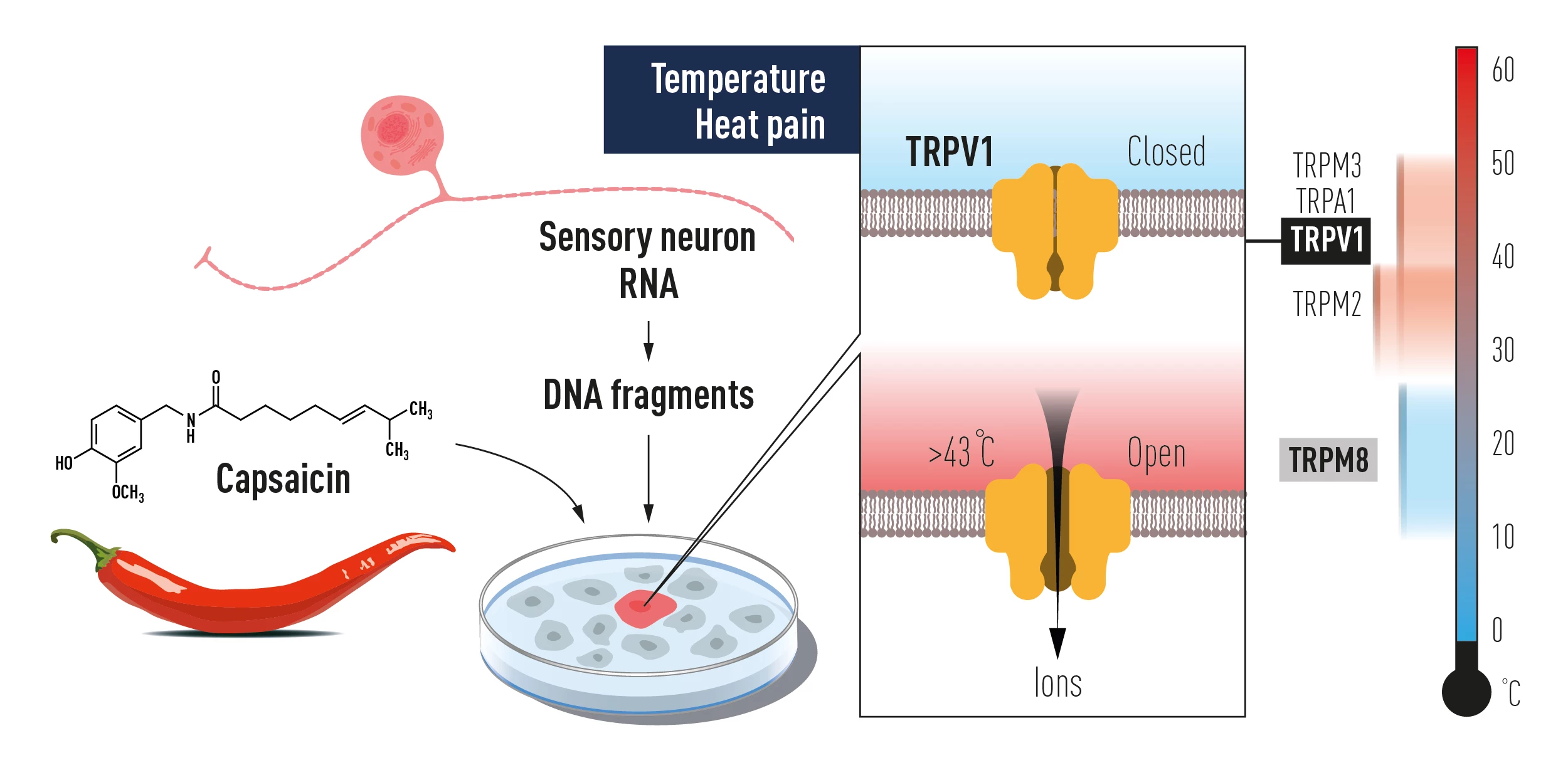 A diagram illustrating how the TRPV1 receptor senses high temperatures, which earned discoverer David Julius half of the 2021 Nobel Prize in Physiology or Medicine