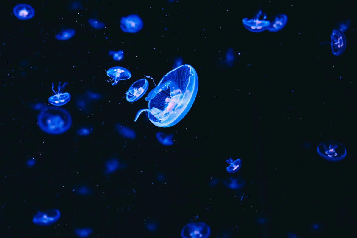 Jellyfish sleep just like us, and even take midday naps