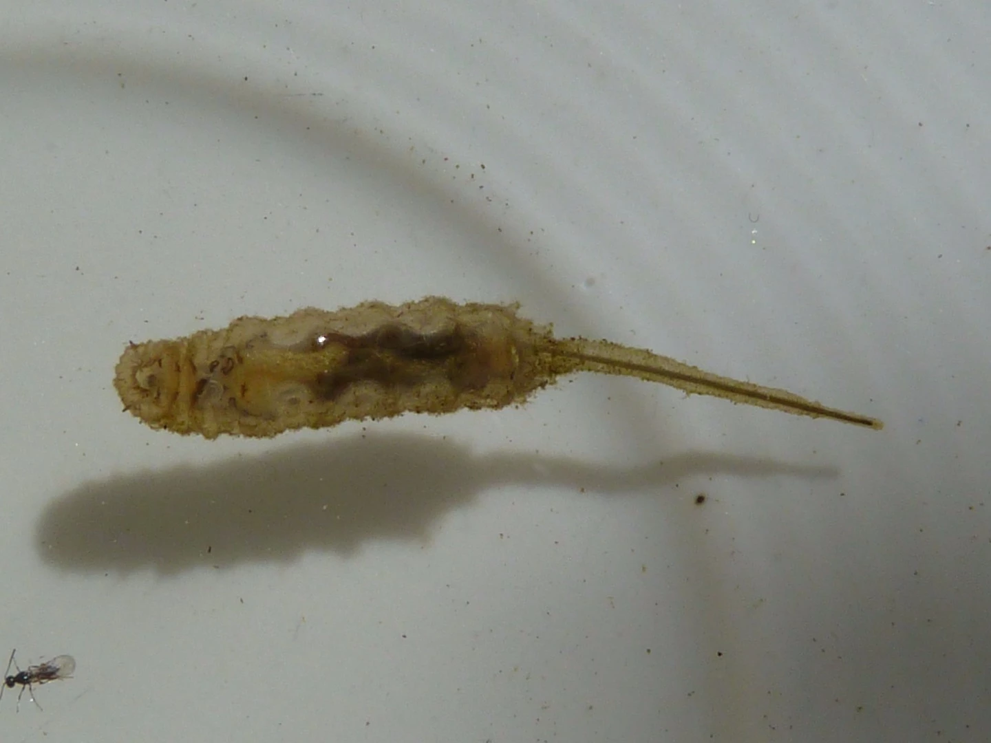 A rat-tailed maggot, which is able to stay surprisingly bacteria-free