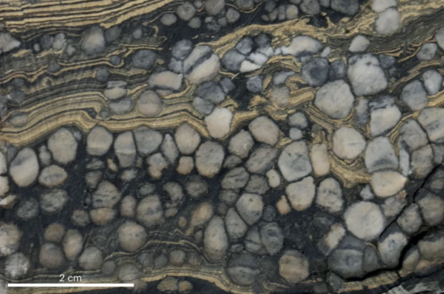 Lacustrine shale containing white nodular jadarite interbedded with laminated dolomite