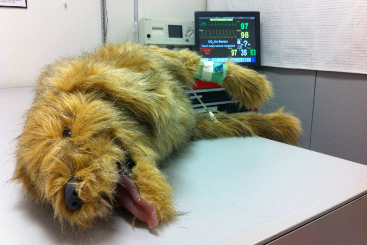Students at Cornell University’s College of Veterinary Medicine can train in a simulation center to get realistic, hands-on experience of veterinary care
