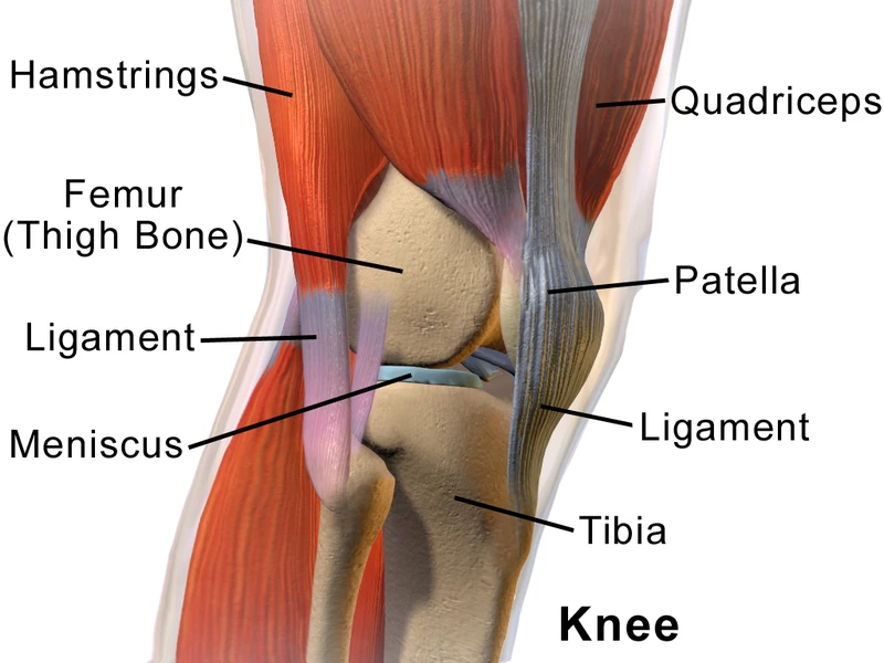 Knee anatomy (Image: BruceBlaus)