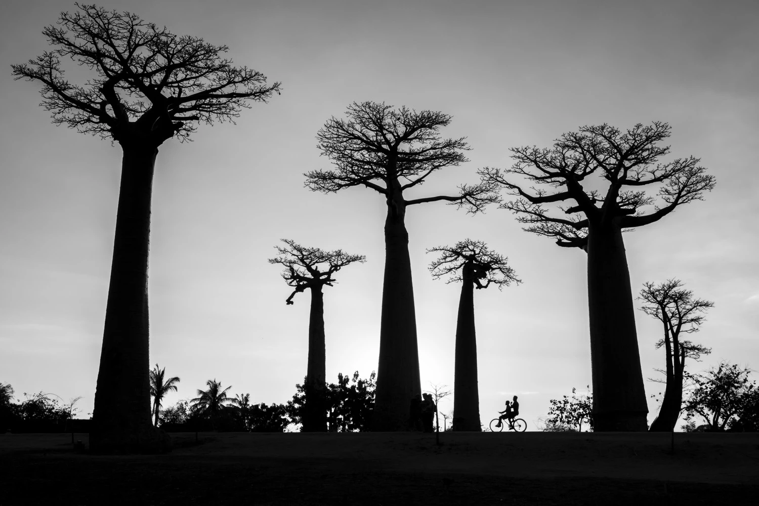 Overall winner- Travel Photographer of the Year 2019. Avenue of the Baobabs, Morondava, Madagascar