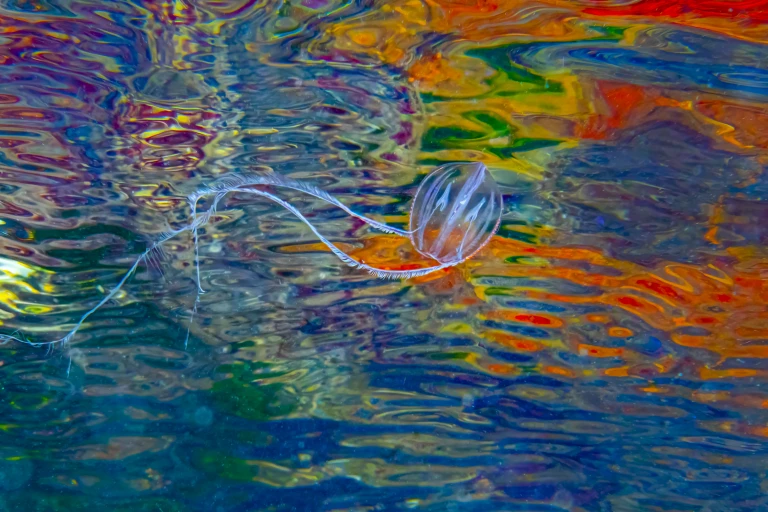 The winners of the 2022 Underwater Photographer of the Year awards