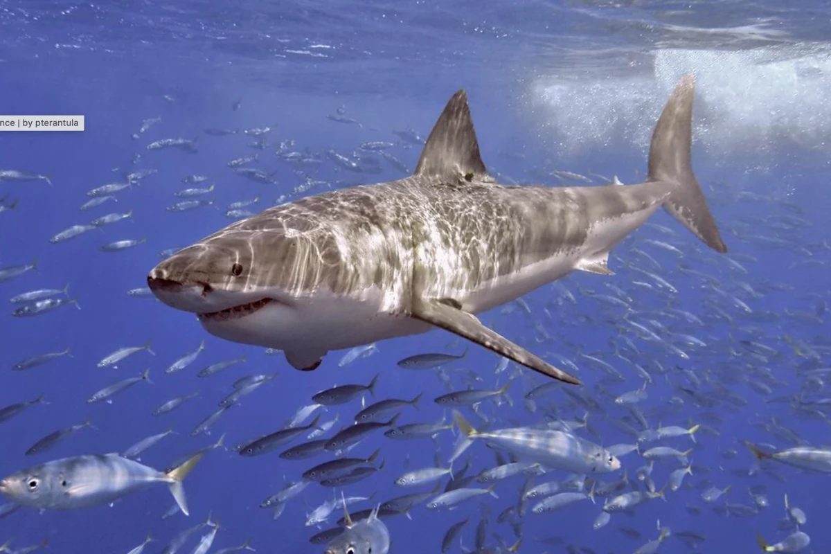 Ocean enemy number one: The great white shark (Carcharodon carcharias)
