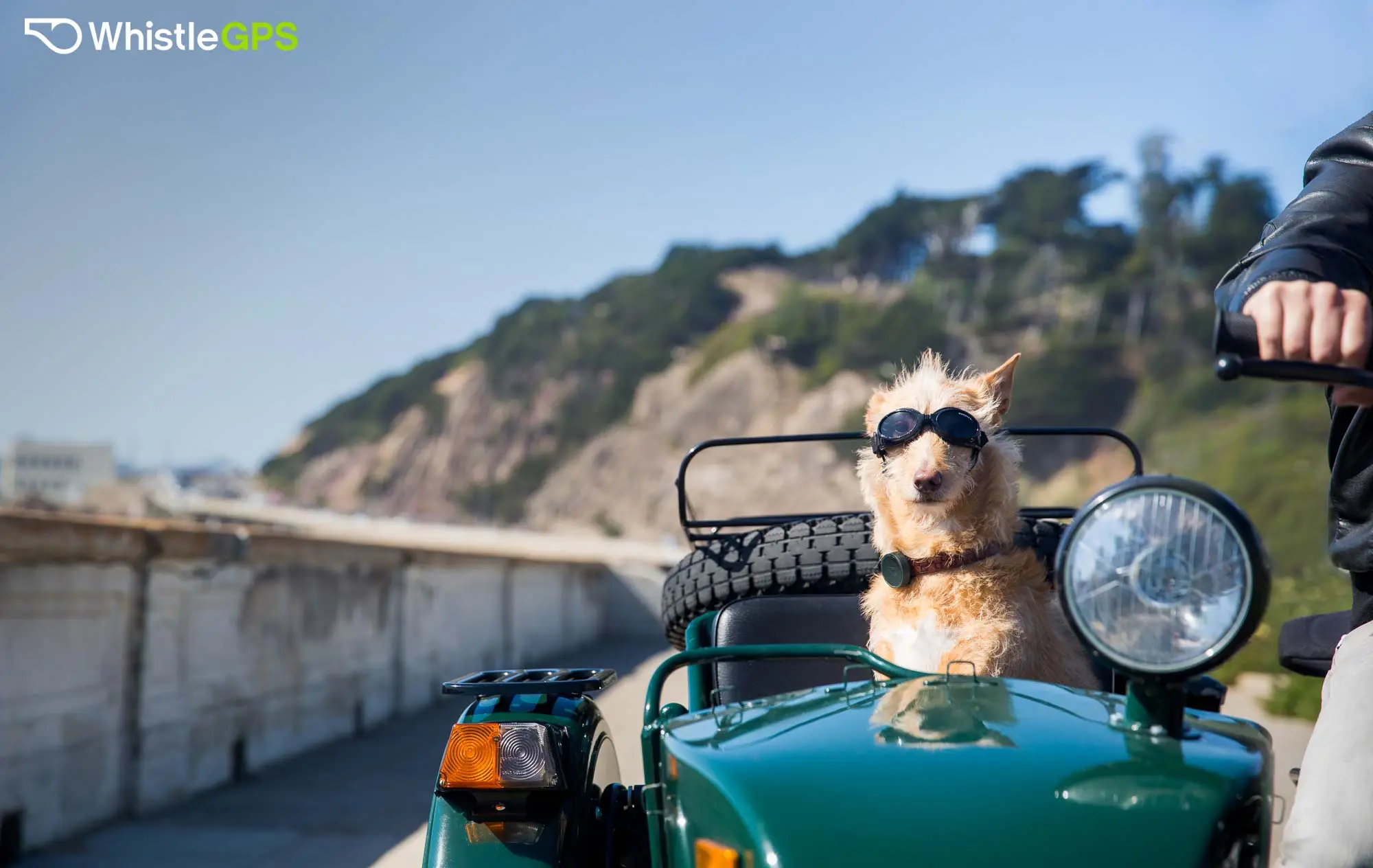 The WhistleGPS pet activity tracker adds GPS capabilities and is the first consumer device to tap into Sigfox's low-power Internet of Things (IoT) network