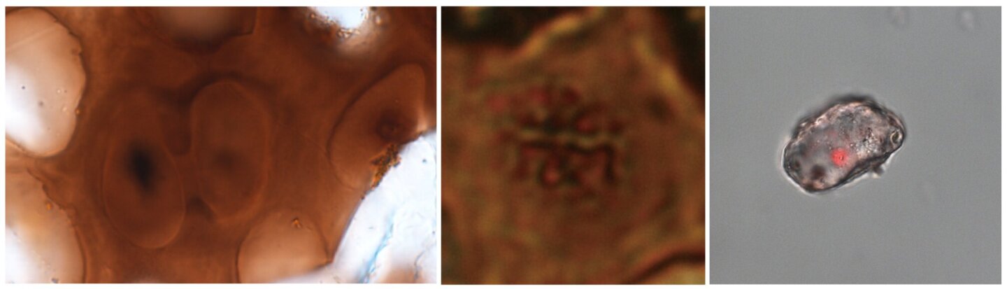 Left: Two cartilage cells shown still connected in a way that resembles the final stages of cell division. Center: A cell containing structures that resemble chromosomes. Right: An isolated dinosaur cartilage cell with red staining that indicates the presence of DNA