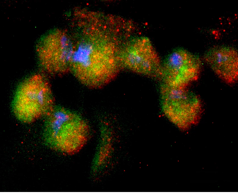 The Spheroid experiment cultivated endothelial cells