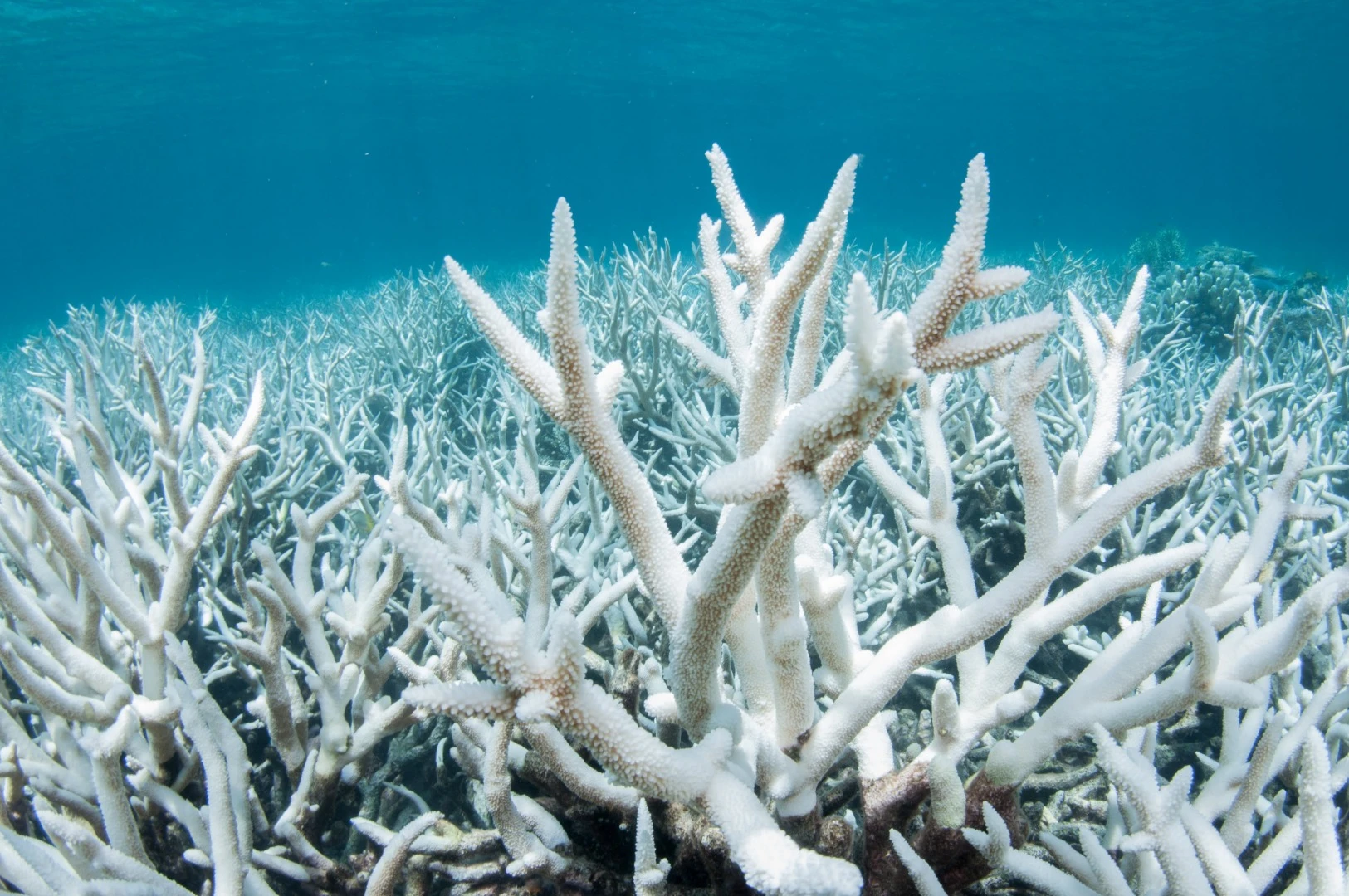 Honorable mention in the Reefscapes category. A field of recently bleached coral from the Great Barrier Reef in Australia