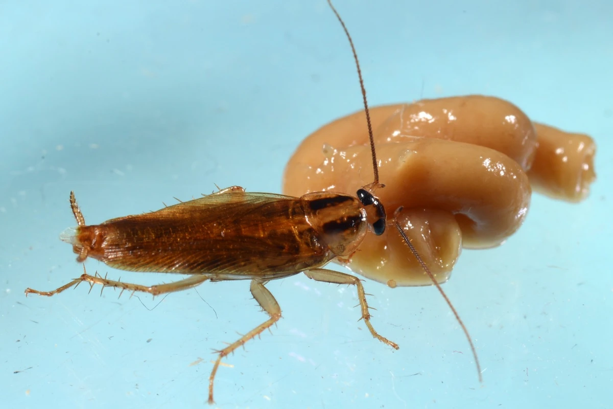 A cockroach feeds on an insecticide in the lab portion of new experiments at Purdue University