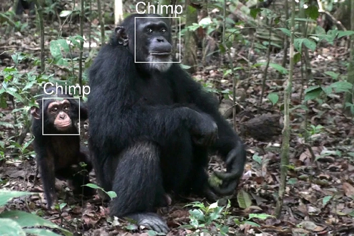 The SAISBECO project is developing facial recognition software, for the study of wild apes (Image: Fraunhofer)