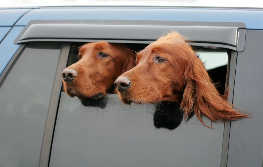 The Dog Caller Collar sends dogs owners an SMS if the temperature of a dog left in a car exceeds a safe level (Photo: Joy Brown/Shutterstock)
