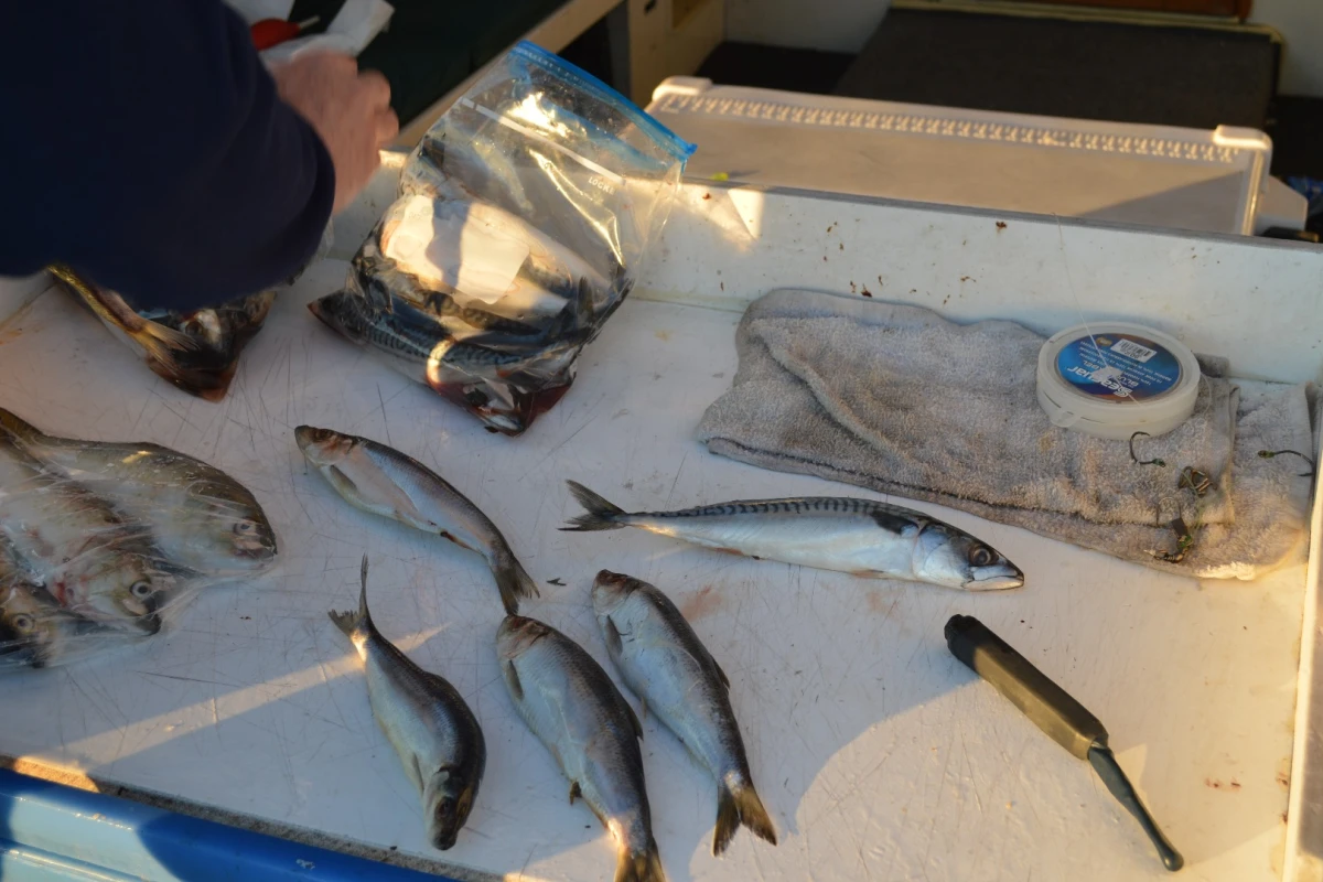 A Zombait (lower right), ready to induct a defunct mackerel into the ranks of the swimming dead