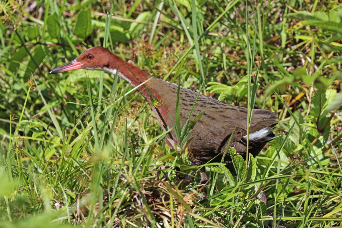 The white-throated rail twice colonized the island of Aldabra and twice evolved to become flightless