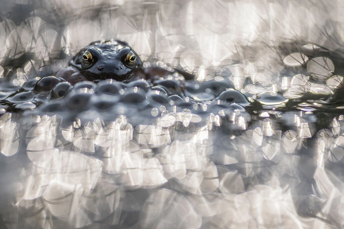 Highly Commended: Mother