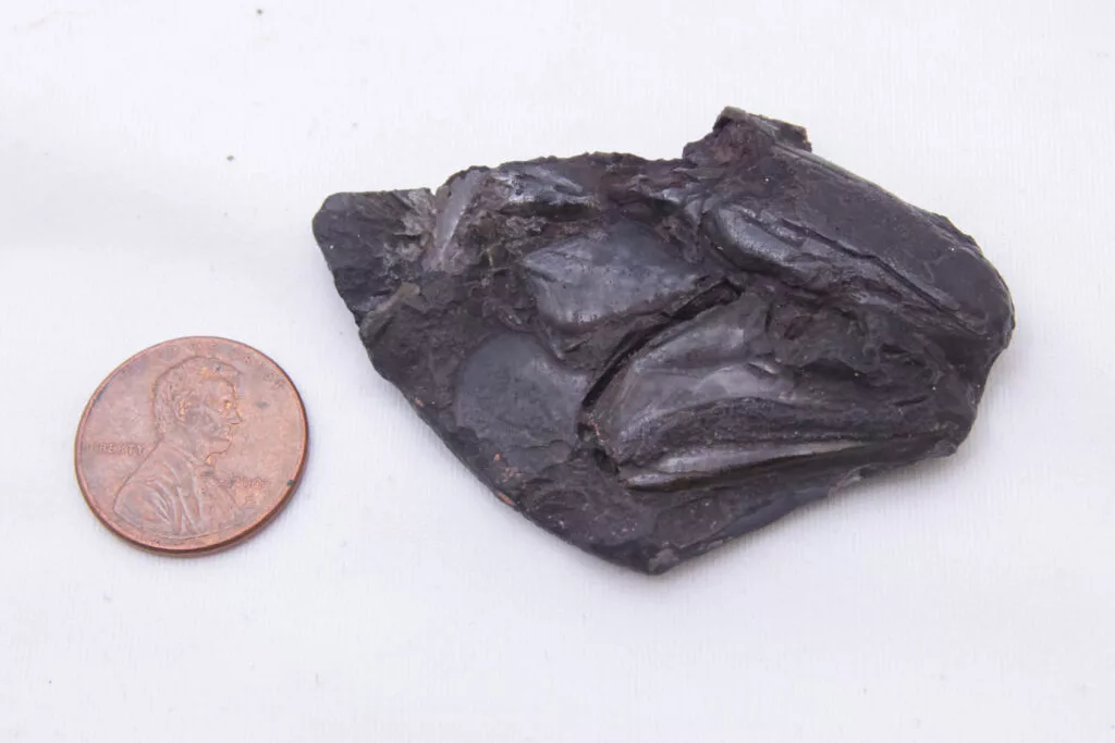 The fossilized skull of a fish, with a penny for scale, contains the oldest preserved brain of a vertebrate at 319 million years old