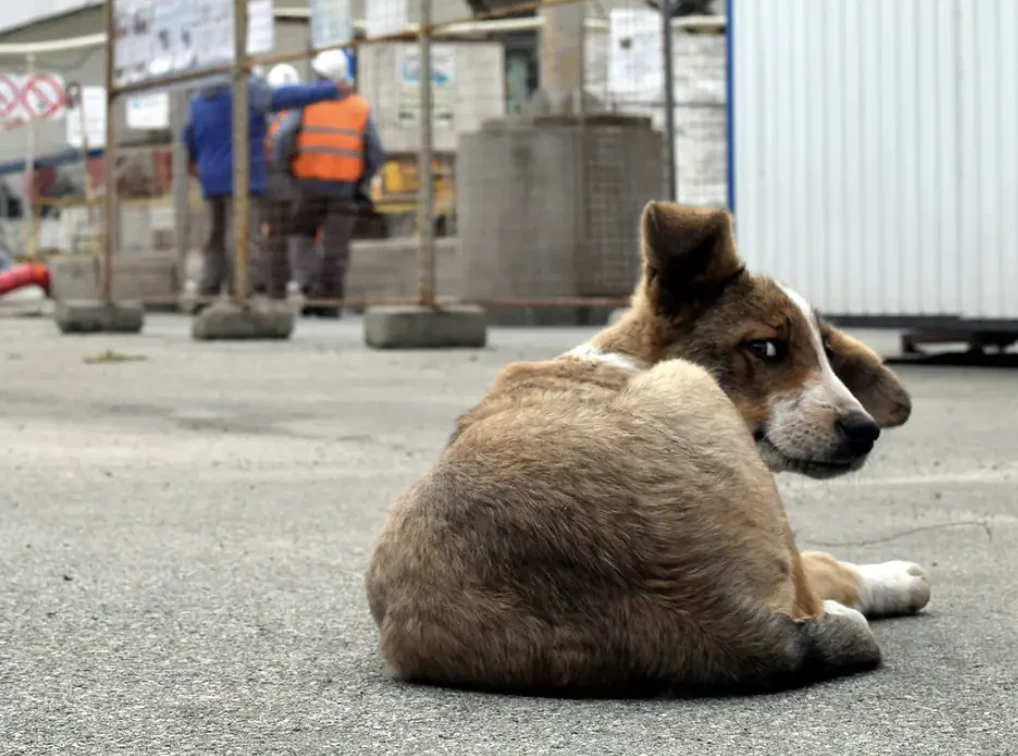 The majority of dogs near the power plant were found to have shepherd and working dog ancestry