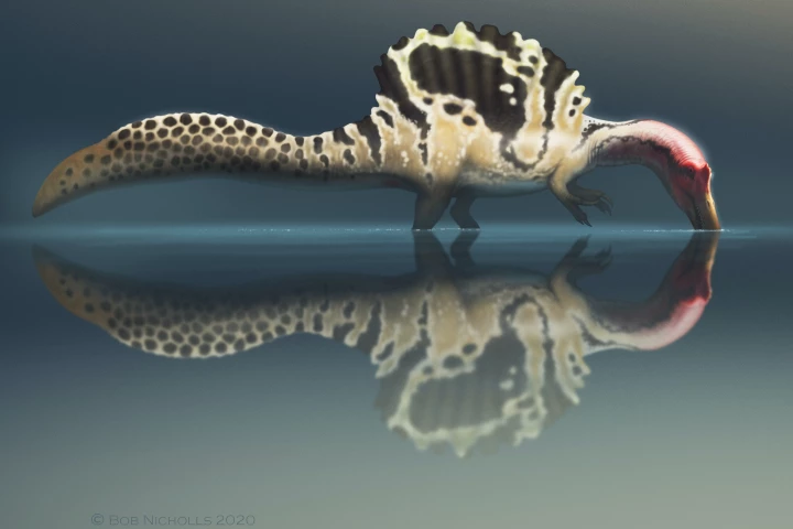 Spinosaurus is now believed to have snatched fish from the shore, instead of chasing them down underwater