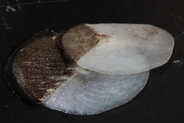 A close-up of two Arapaima scales, overlapping as they would in nature