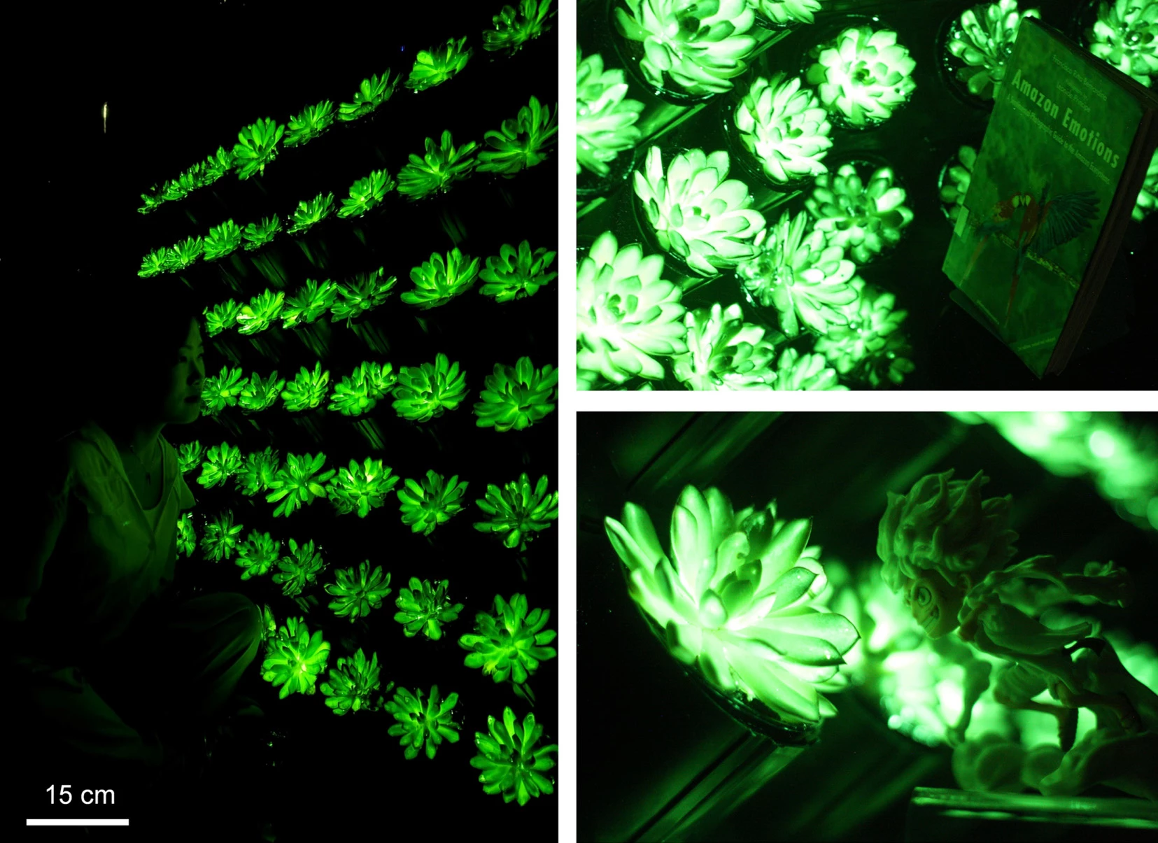 With just a couple of minutes of charge time, the phosphor-injected succulents glowed brightly enough to illuminate nearby objects