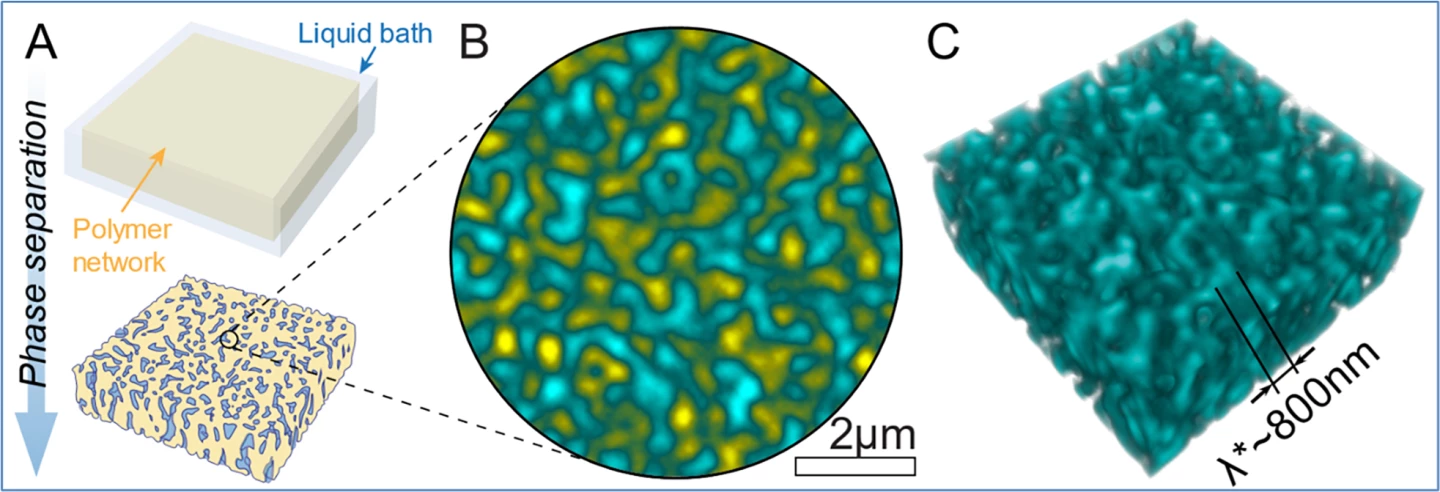 The process of phase separation used to create the novel synthetic material