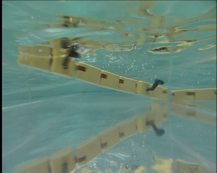 Salamandra robotica mimics a salamander by undulating its whole body to swim (Photo Credit: A. Crespi, Biorobotics Laboratory, EPFL)