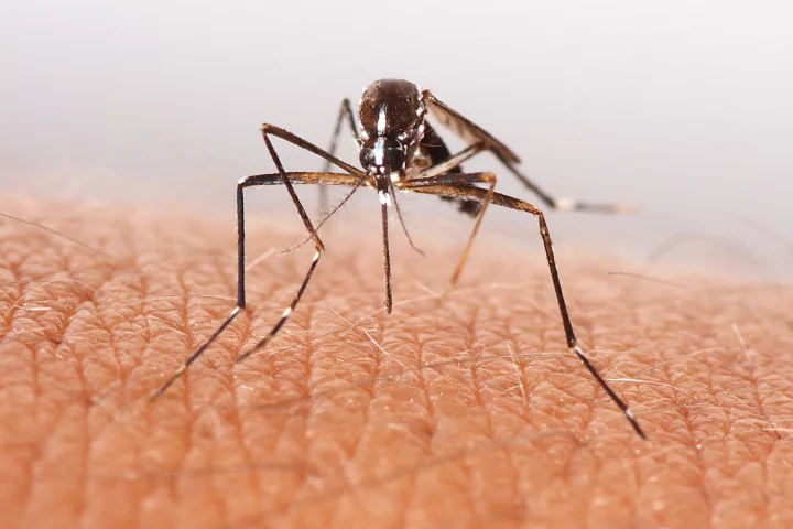 Twenty million sterile male mosquitoes are to be released across two neighborhoods in Fresno Country, California