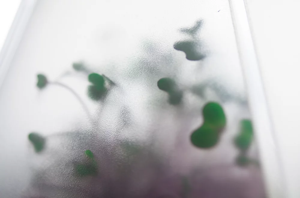 After sitting in the dark for three days, the greenhouse is moved to the light for another 10 days, at which time the microgreens are ready to eat (Photo Merav Maroody)