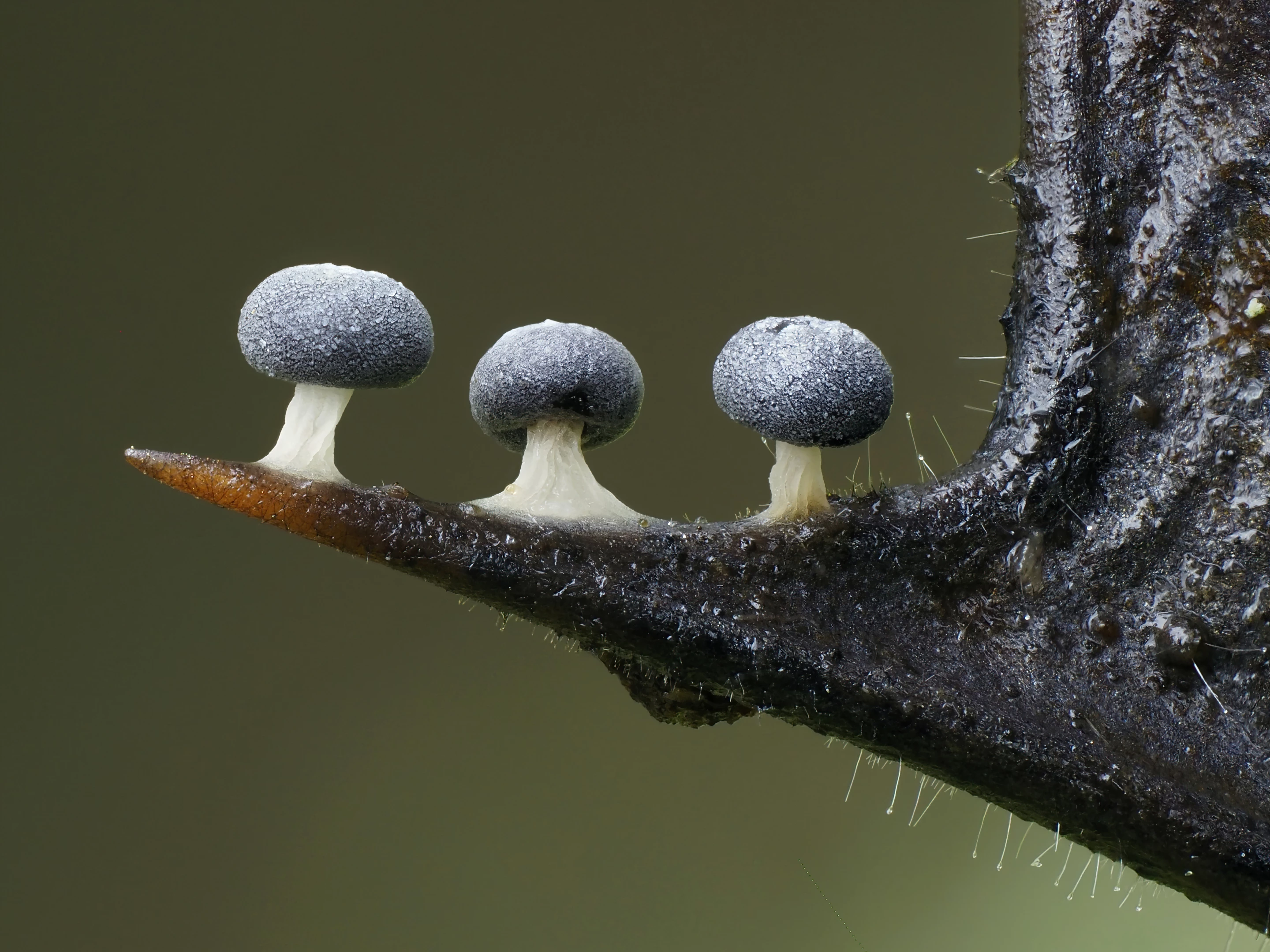 3rd Place - Fungi. Slime Mould (Didymium squamulosum) growing along the edge of a holly leaf in a Hertfordshire woodland