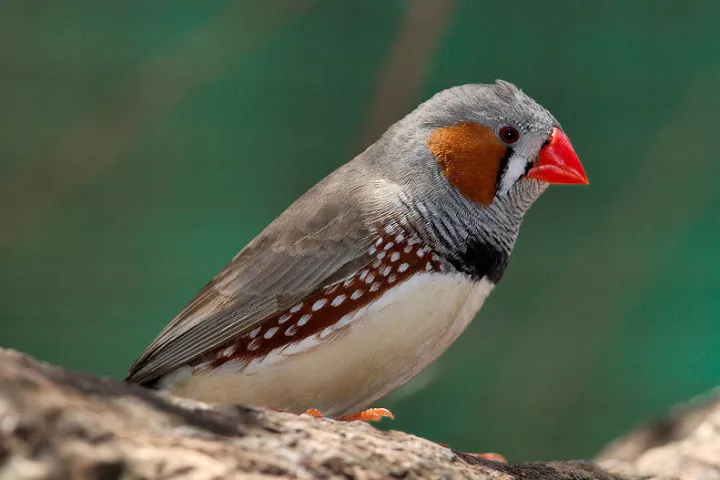 Physicists have created a mechanical bird song-replicating device, in an effort to understand the physics of birds' vocal tracts (Photo: Peripitus)