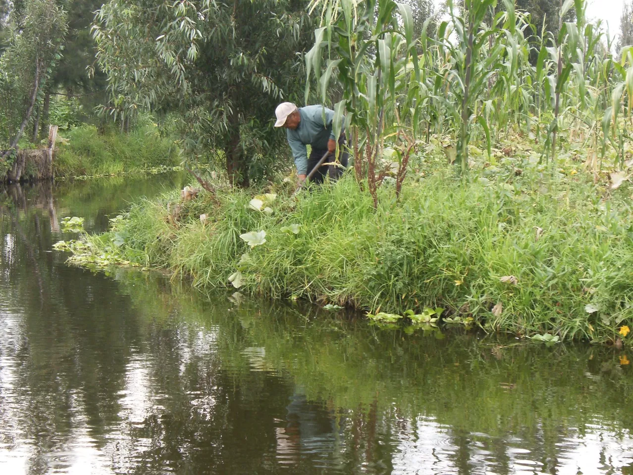 One of Xochimilco's remaining chinampas