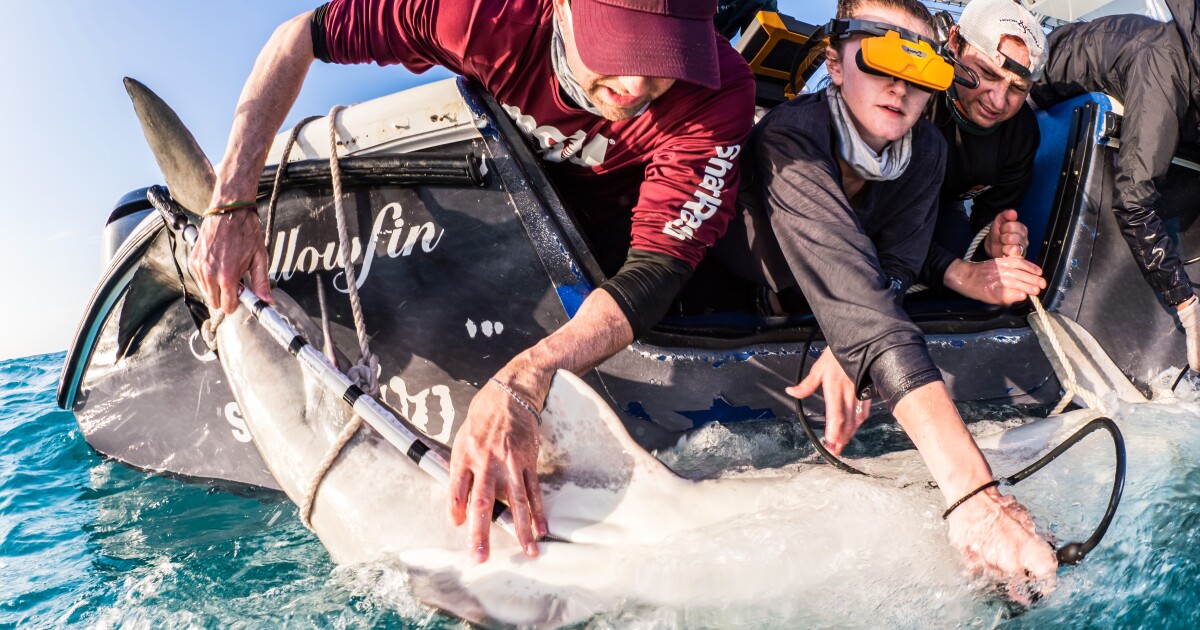 Device uses a BAT signal to show where sharks are giving birth