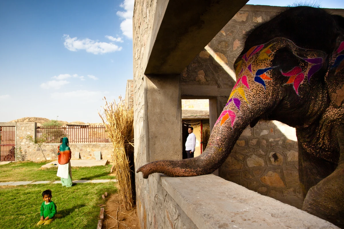 The Hathigaon elephants can visually connect with their caretakers (Photo: Carlos Chen)