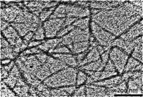 Micrograph of wood pulp derived CNCs