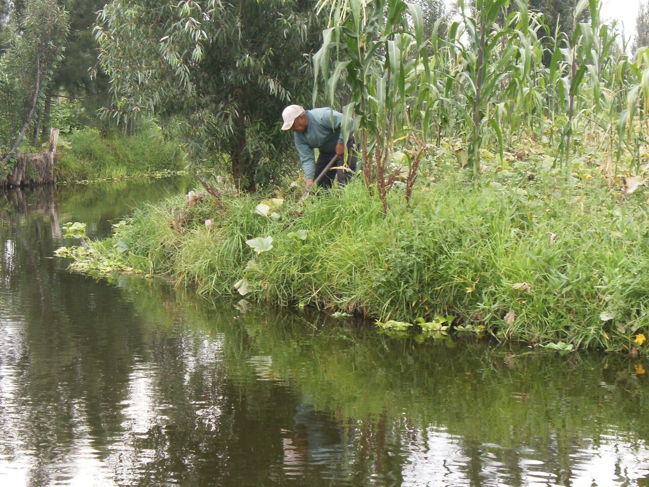 One of Xochimilco's remaining chinampas