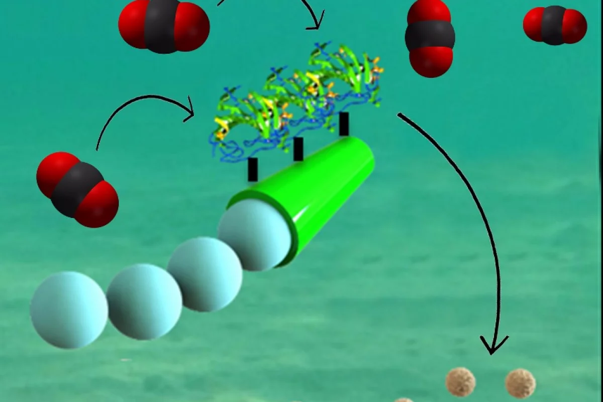 Nanomotors quickly move through water, removing carbon dioxide as they go