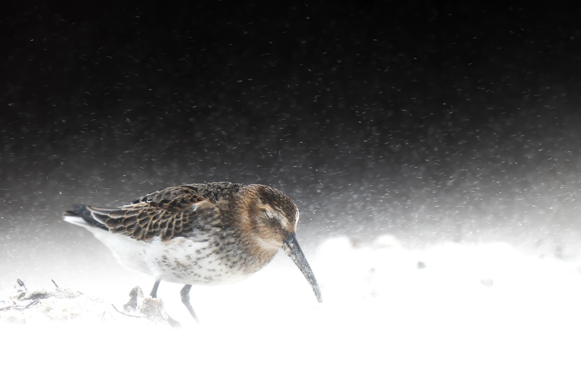 Gold - 14 - 17 Years. Dunlin, Calidris alpina. Heligoland, Germany