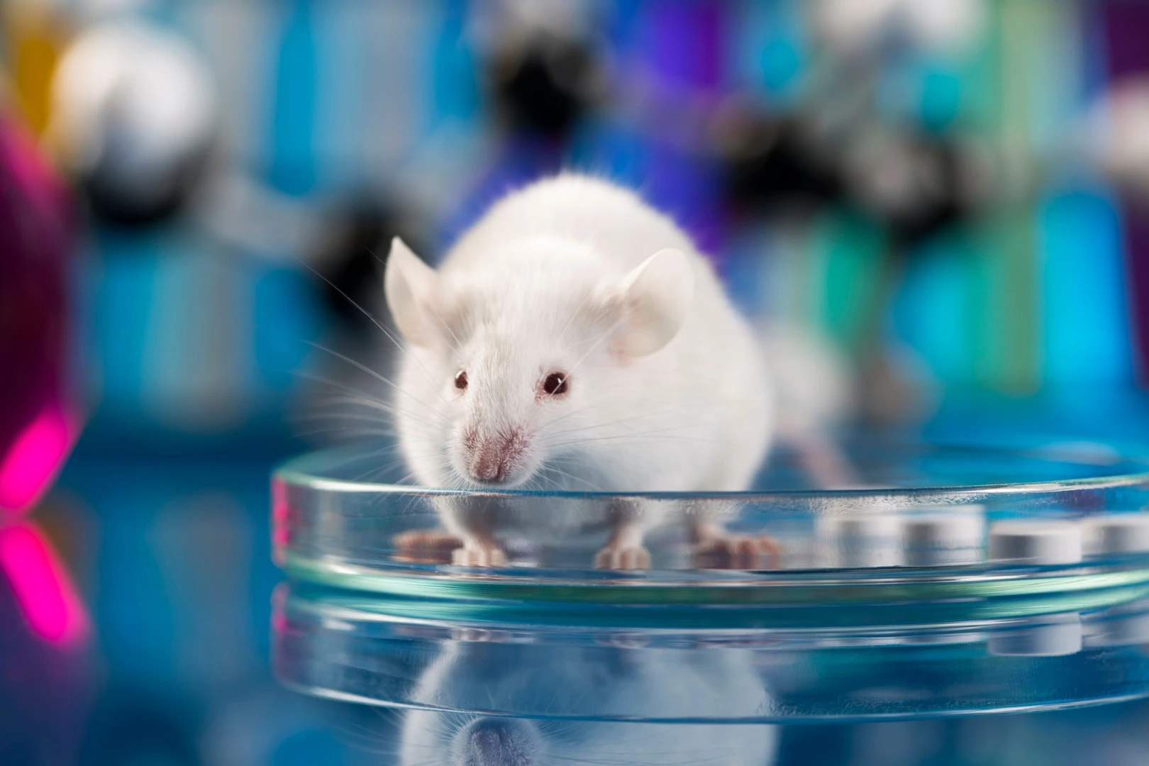 Blocking a single enzyme in mouse models has been found to completely inhibit the animal's ability to become obese