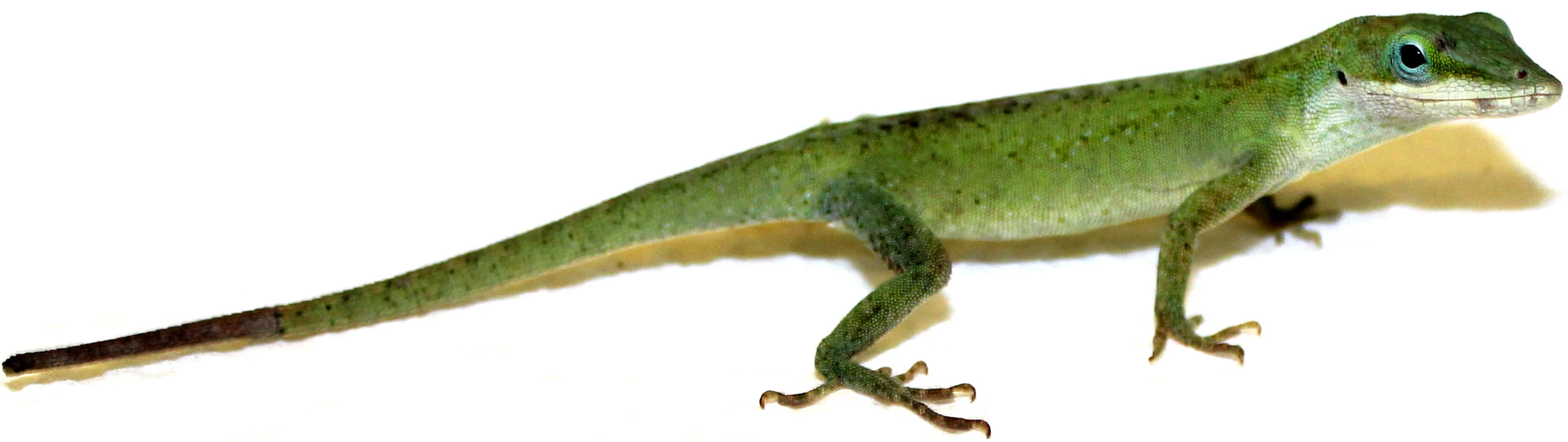 A green anole, that has regrown the end of its tail